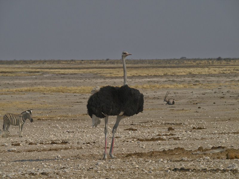 Okaukuejo, Ostrich